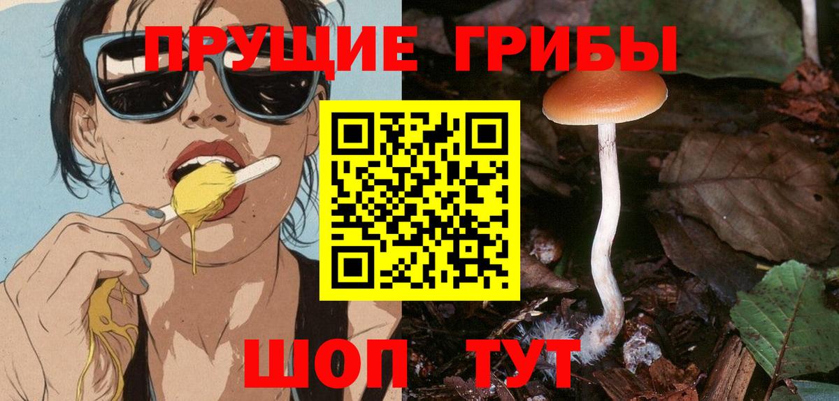 Галлюциногенные грибы Psilocybine cubensis  Дмитров 